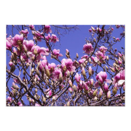 19-tums x13-tums Rosa Magnolia Fototryck