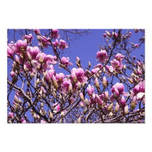 19-tums x13-tums Rosa Magnolia Fototryck