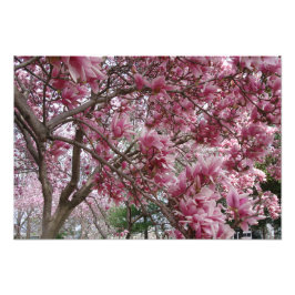 19-tums x13-tums stor Rosa Magnolia Fototryck
