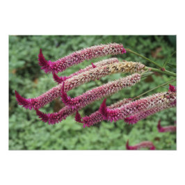 19"x13" Celosia Fototryck