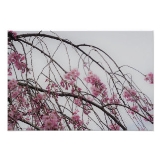 19"x13" Cherry Blossom Buds Fototryck