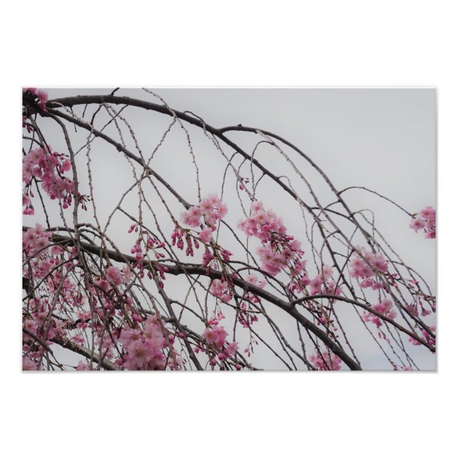 19"x13" Cherry Blossom Buds Fototryck (Framsidan)