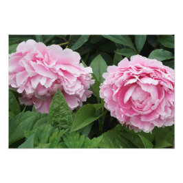 19 x13-Rosa Peonies Fototryck