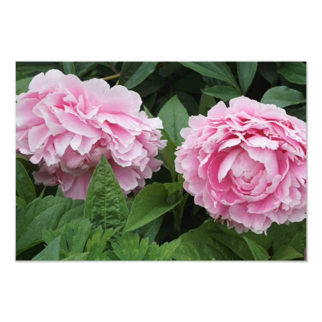 19 x13-Rosa Peonies Fototryck (Framsidan)