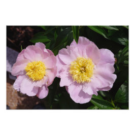 19"x13" Rosa Peonior Fototryck