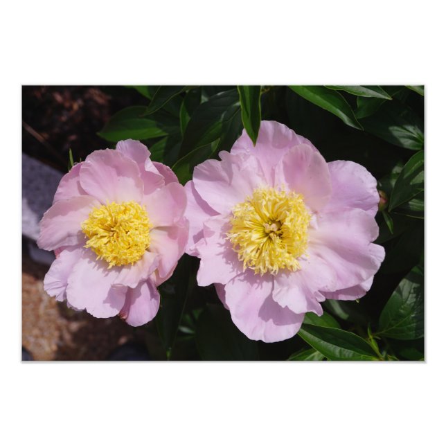 19"x13" Rosa Peonior Fototryck (Framsidan)