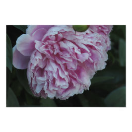 19"x13" Rosa Pion Fototryck
