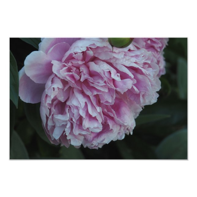 19"x13" Rosa Pion Fototryck (Framsidan)