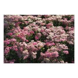19"x13" Rosa Rölleka Fototryck