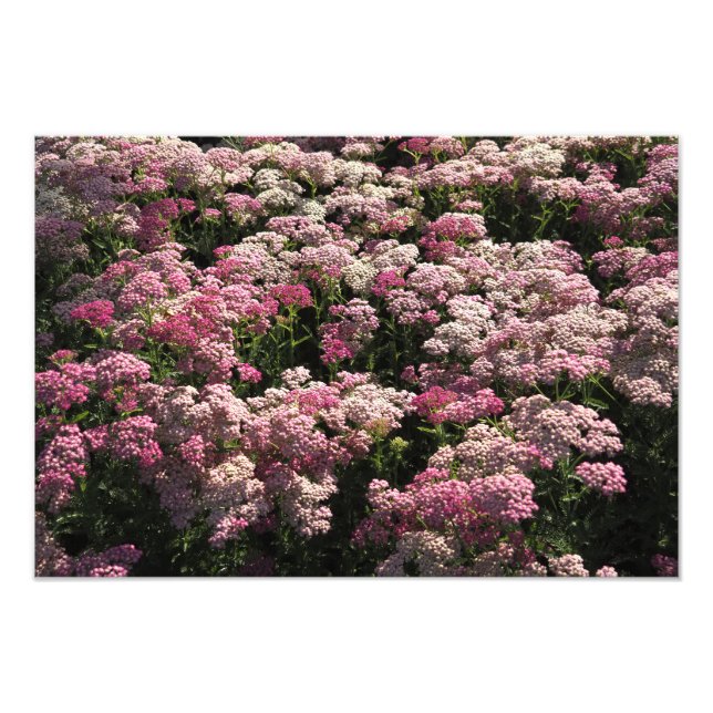 19"x13" Rosa Rölleka Fototryck (Framsidan)