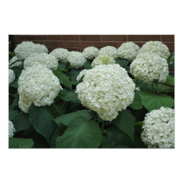19"x13" Slät Hortensia Fototryck