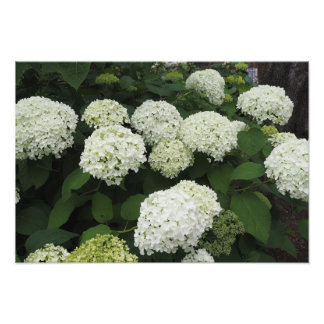 19"x13" Slät Hortensia Fototryck