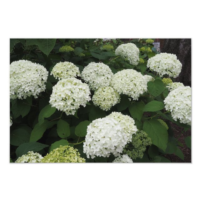 19"x13" Slät Hortensia Fototryck (Framsidan)
