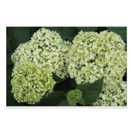 19"x13" Slät Hortensia Fototryck