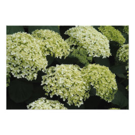 19"x13" Slät Hortensia Fototryck