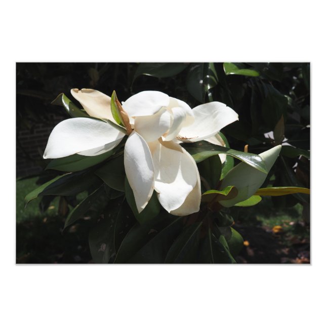 19"x13" Södra Magnolia Fototryck (Framsidan)