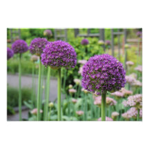 19" x 13" Allium