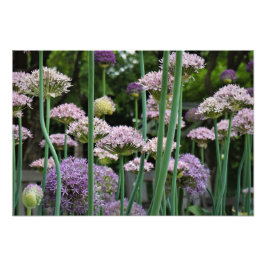 19" x 13" Allium Fototryck