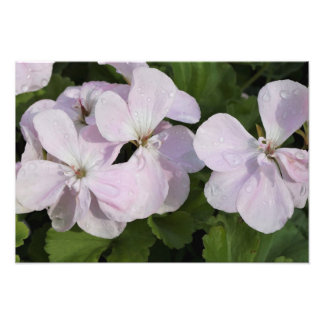 19" x 13" Geranium Fototryck
