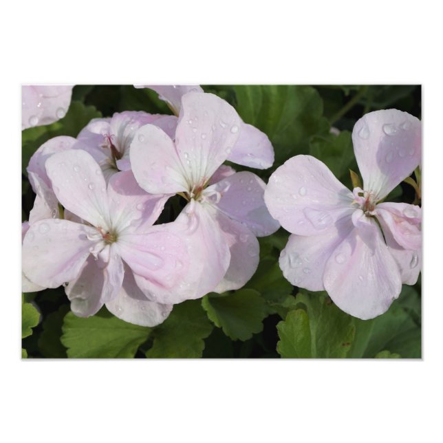 19" x 13" Geranium Fototryck (Framsidan)