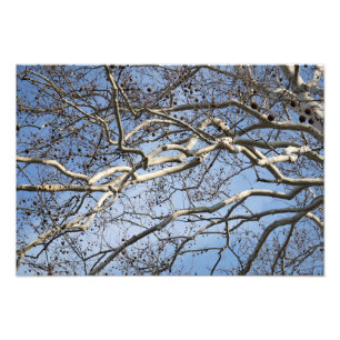 19" x 13" Sycamore Grenar Fototryck