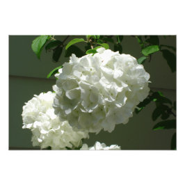 19" x 13" Vita Hydrangeas Fototryck