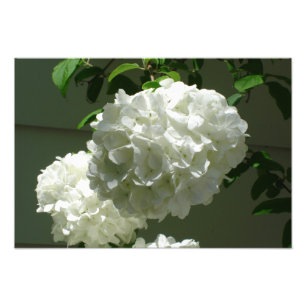19" x 13" Vita Hydrangeas Fototryck