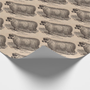 19th century tryck årsgammal Cotswold får Presentpapper