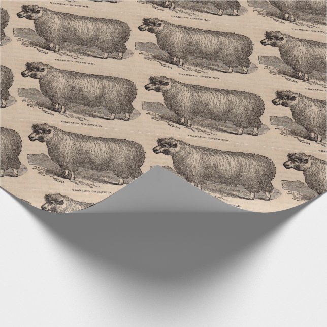 19th century tryck årsgammal Cotswold får Presentpapper (Hörn)