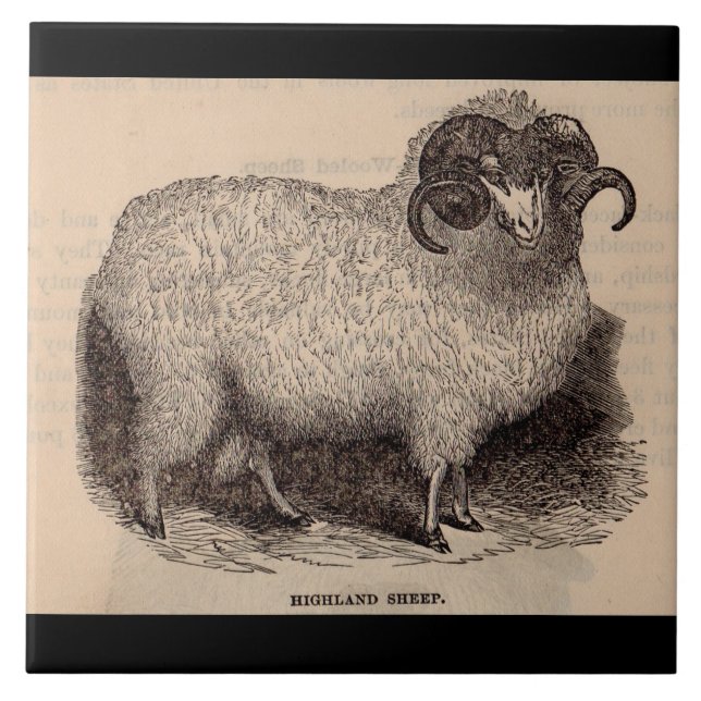 19th century tryck Highland får Kakelplatta (Framsidan)