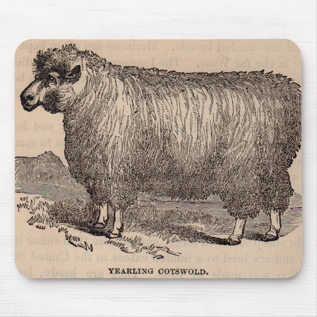 19th Cotswold för århundradetryckårsgammal Musmatta (Framsidan)