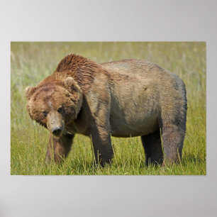 19x13 Poster Papper (projektionsyta) av grizzlybjö