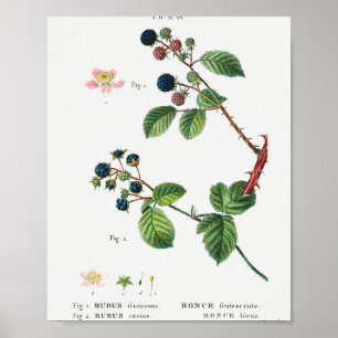 1 Blackberry (Rubus fruticosus) 2 Dewberry (Rubus) Poster