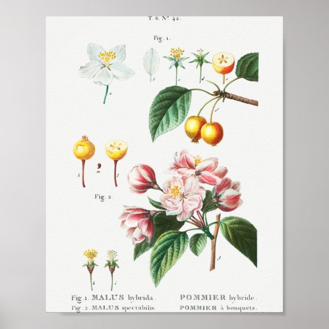 1 Blommar krabapple (Malus hybrida) 2 kinesiska fl Poster (Framsidan)