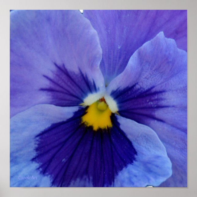 1 Blue Beauty Pansy Poster (Framsidan)