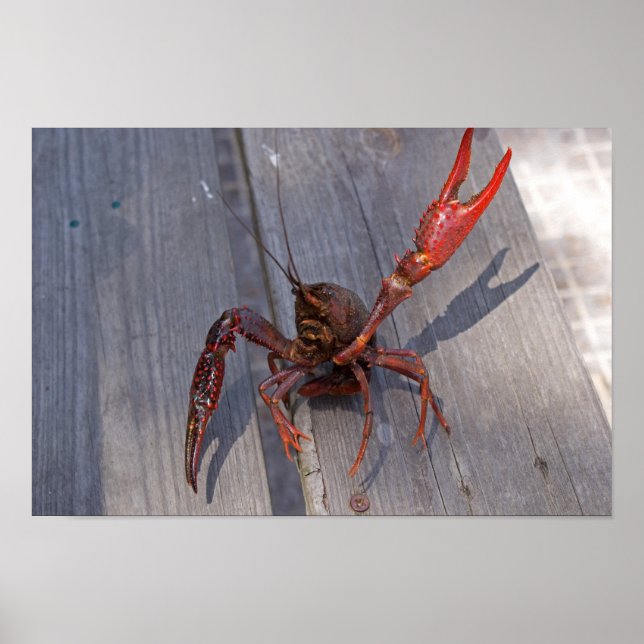 1 crawfish poster (Framsidan)