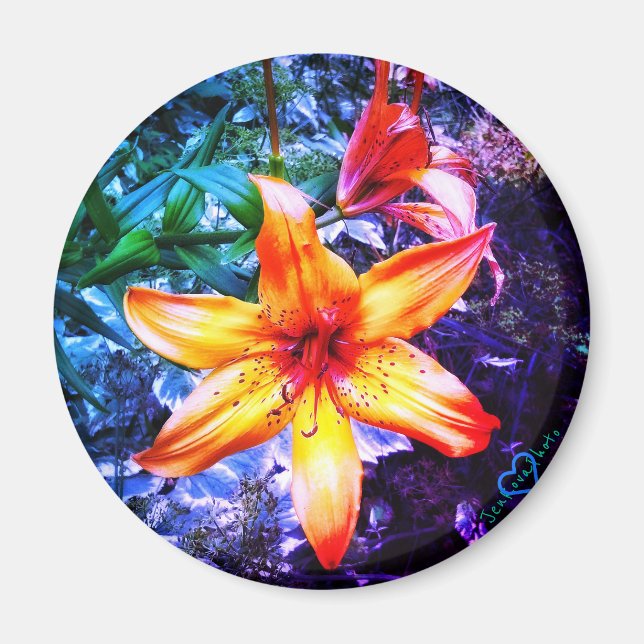 1 DAYLILLY MAGNET (Framsidan)