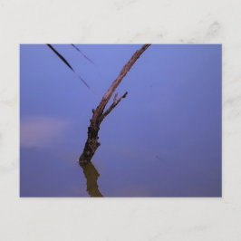 #1-Etang de Scamandre en Camargue. Vykort