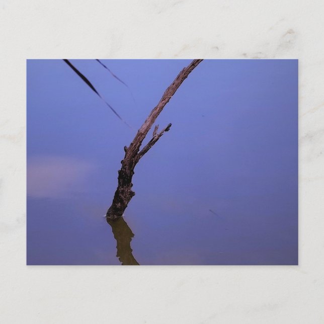 #1-Etang de Scamandre en Camargue. Vykort (Framsida)