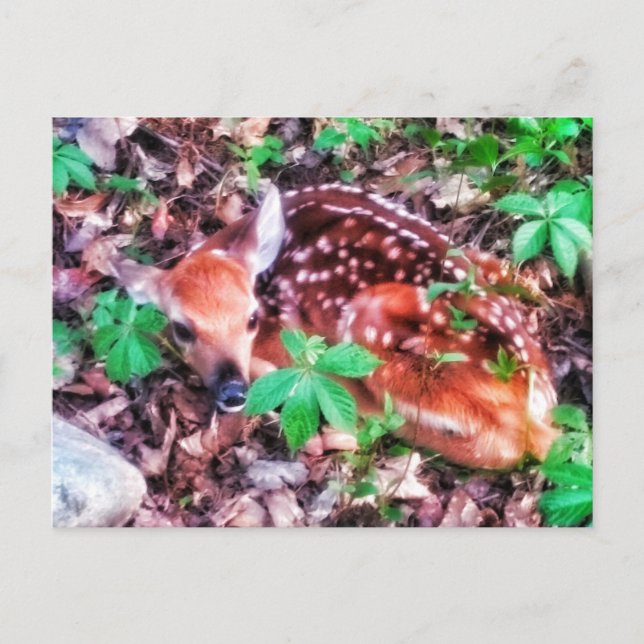 1 FAWN POSTCARD VYKORT (Framsida)