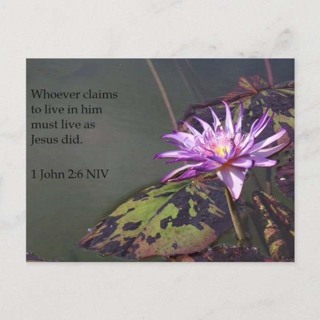 1 John 2:6 Lila Pond Lily-skriptkort Vykort (Framsida)