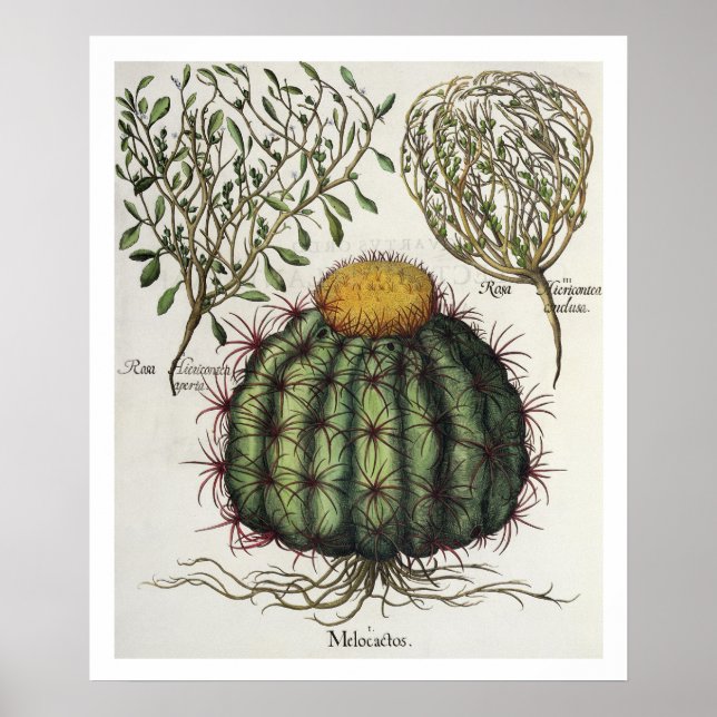 1.Melocactus; 2.Rosa Hiericontea aperta; 3.Rosa Hi Poster (Framsidan)