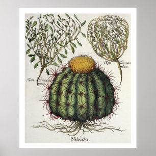 1.Melocactus; aperta för 2.Rosa Hiericontea; hög Poster