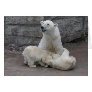 1) Polar unge Hälsningskort