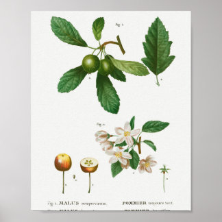 1 Södra krabapple Malus sempervirens 2 Sibirien Poster