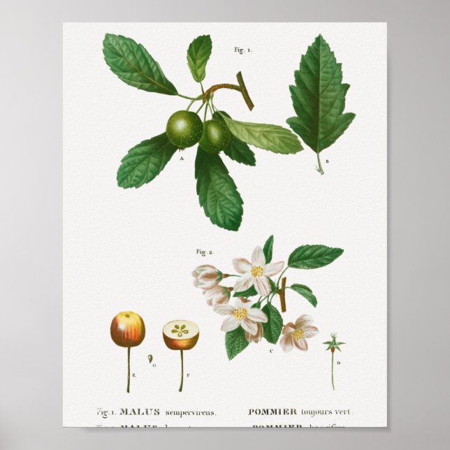 1 Södra krabapple Malus sempervirens 2 Sibirien Poster (Framsidan)