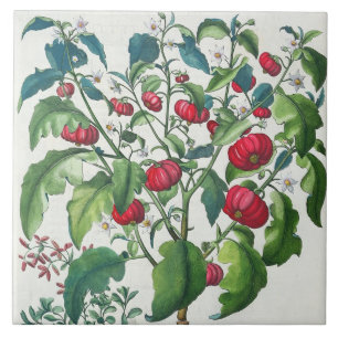 1.Solanum Pomiferum; 2.Amaracus som är vulgaris, Kakelplatta