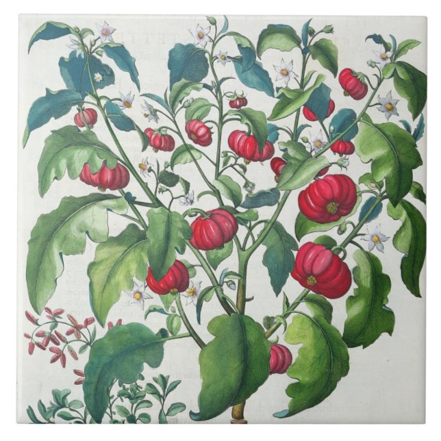 1.Solanum Pomiferum; 2.Amaracus som är vulgaris, Kakelplatta (Framsidan)