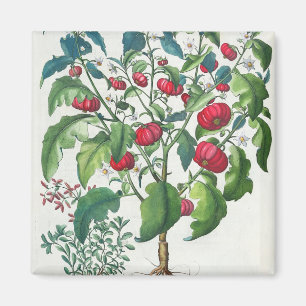 1.Solanum Pomiferum; 2.Amaracus som är vulgaris, Magnet