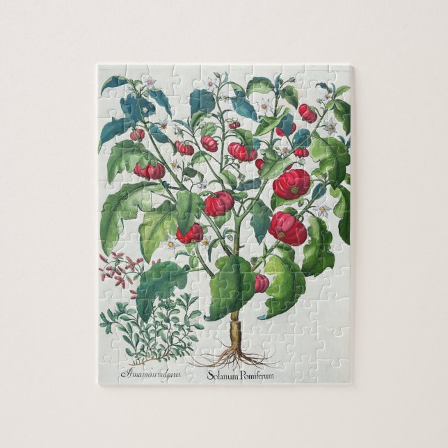 1.Solanum Pomiferum; 2.Amaracus som är vulgaris, Pussel (Vertikal)